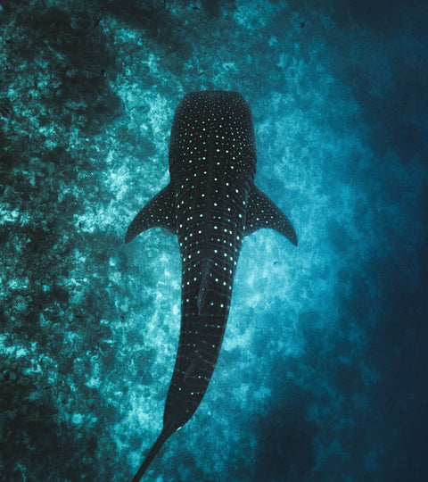 Diving with whales sharks of the Maldives